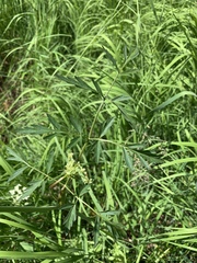 Conioselinum scopulorum