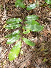 Eupomatia laurina