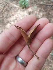 Anopterus macleayanus