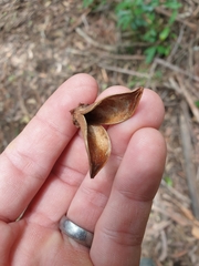 Anopterus macleayanus