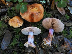 Cortinarius lilaciotinctus
