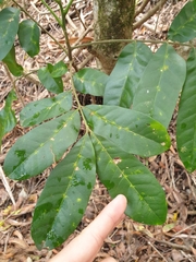 Dysoxylum fraserianum