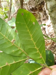 Dysoxylum fraserianum