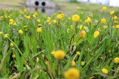 Cotula coronopifolia