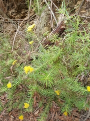 Cassinia telfordii
