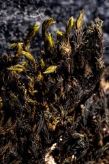 Racomitrium sudeticum
