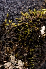 Racomitrium sudeticum