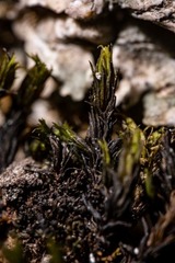 Racomitrium sudeticum
