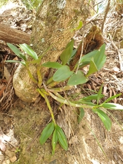 Dendrobieae