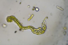 Racomitrium sudeticum