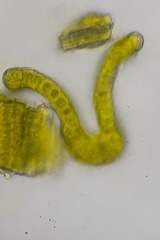 Racomitrium sudeticum