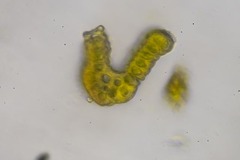 Racomitrium sudeticum