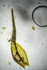 Racomitrium sudeticum