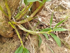 Dendrobieae