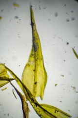 Racomitrium sudeticum