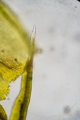 Racomitrium sudeticum