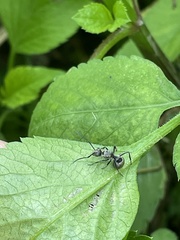 Polyrhachis wolfi