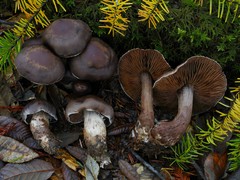 Cortinarius cisqhale