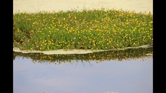 Cotula coronopifolia