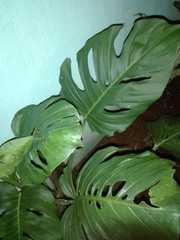 Monstera adansonii