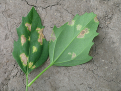 Peronospora variabilis