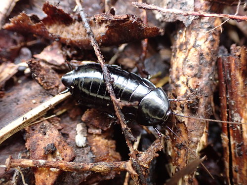 Large Black Kekerengu photo 2
