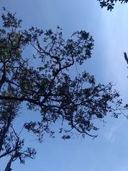 Diospyros sandwicensis