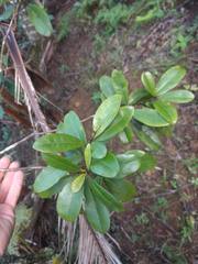 Syzygium sandwicense