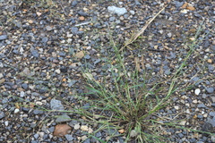 Eragrostis pectinacea pectinacea