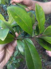 Syzygium sandwicense