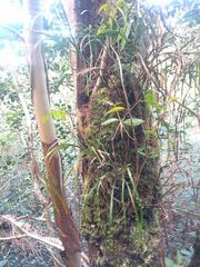 Psilotum complanatum