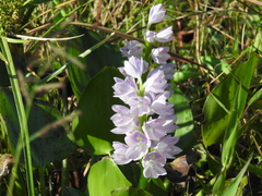 Pontederia crassipes