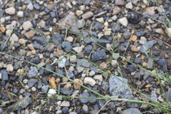 Eragrostis pectinacea pectinacea