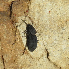 Nyctoporis sponsa