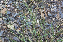 Eragrostis pectinacea pectinacea