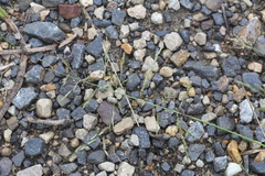 Eragrostis pectinacea pectinacea