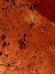 Formicoidea