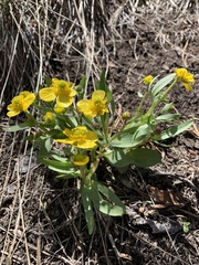 Ranunculus glaberrimus ellipticus