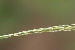 Digitaria setigera