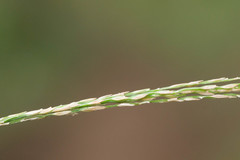 Digitaria setigera