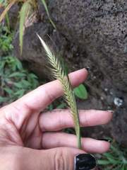 Cenchrus polystachios