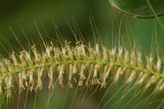 Cenchrus polystachios