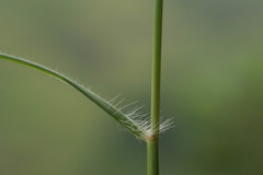 Cenchrus polystachios