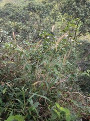 Cenchrus polystachios