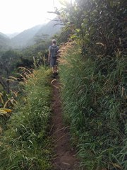 Cenchrus polystachios