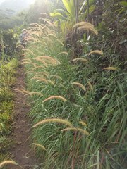 Cenchrus polystachios