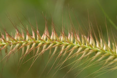 Cenchrus polystachios