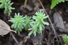 Sedum potosinum