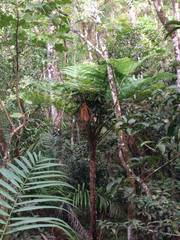 Sphaeropteris cooperi