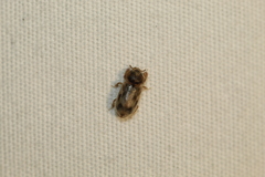 Heterocerus intermuralis